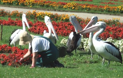 Plicans au Tierpark Berlin-Friedrichsfelde