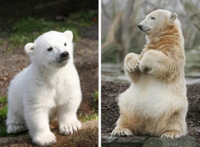 Knut, l'ours-vedette