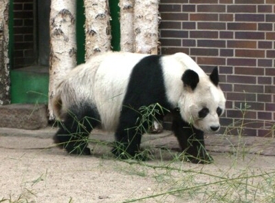 Bao Bao, le panda gant