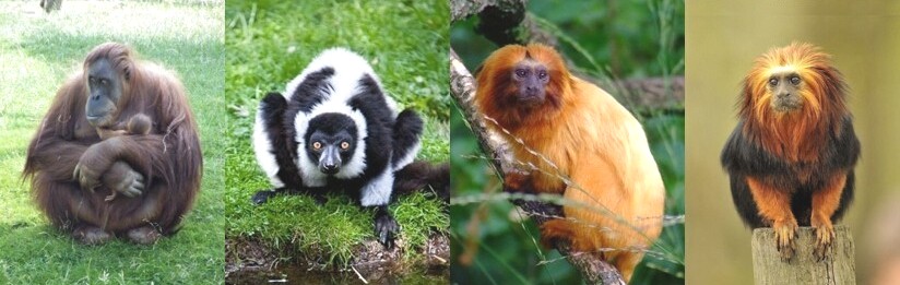 Groupe de primates en EEP  la Boissire-du-Dor